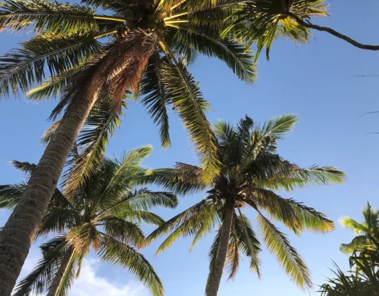 green palm tree under blue sky during daytime