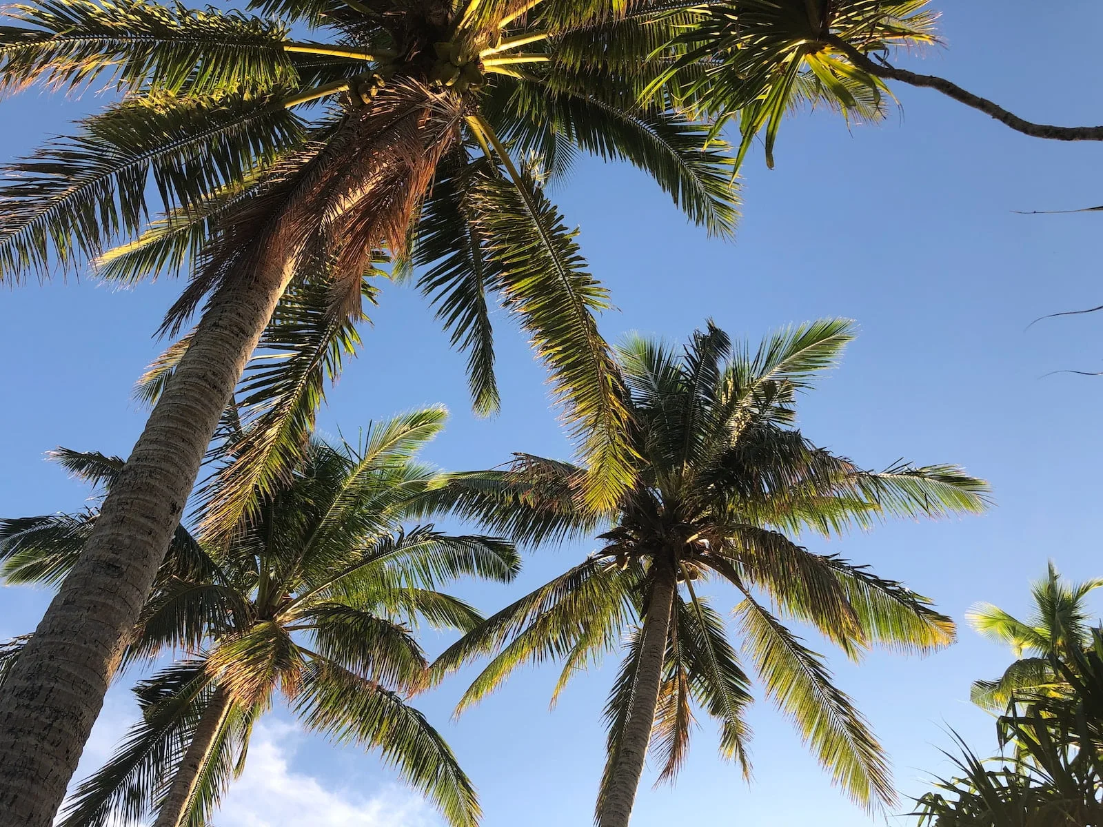 green palm tree under blue sky during daytime