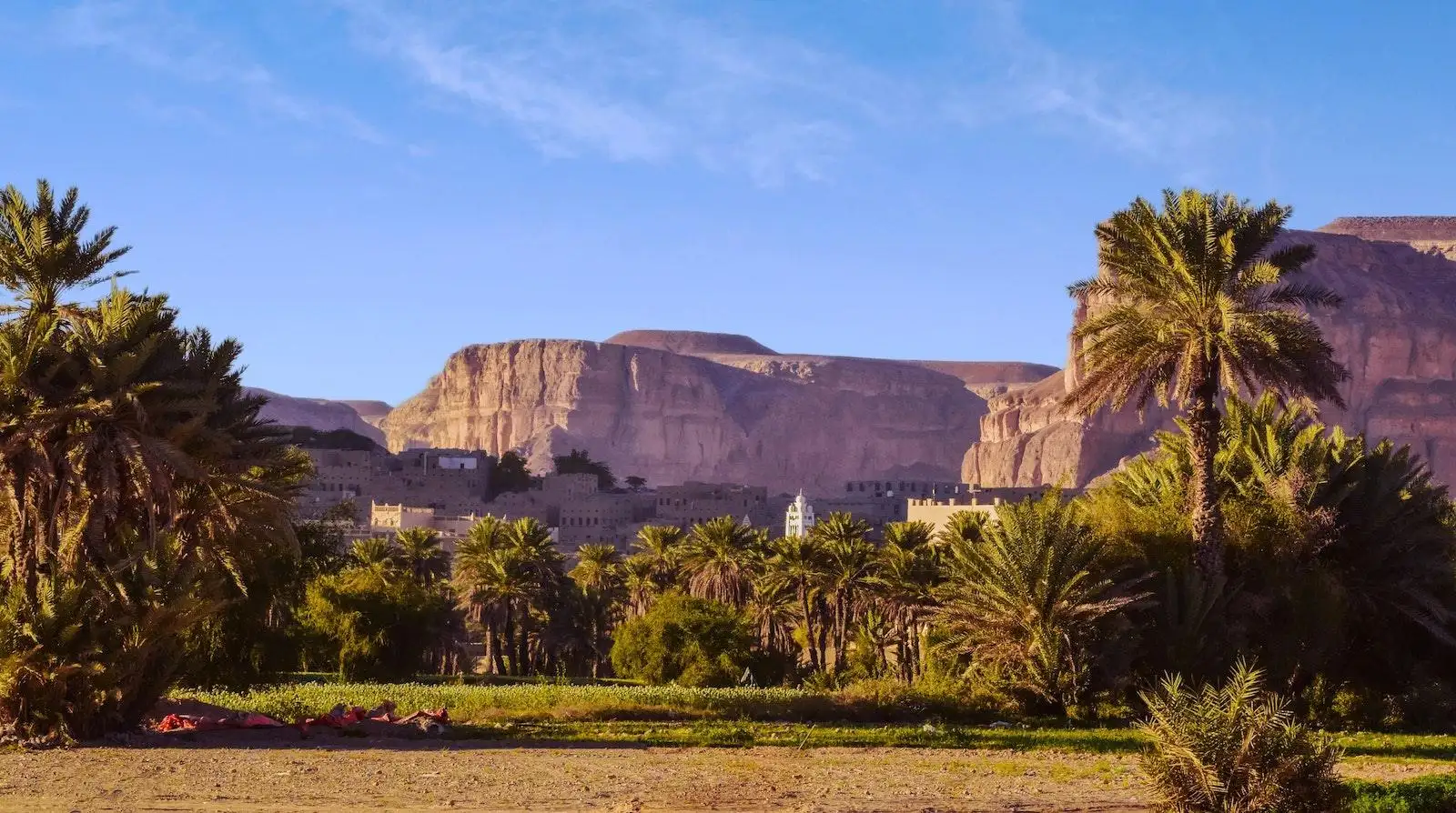 Photo by Mohammad Hadi Palm Trees and Buildings in Yemen