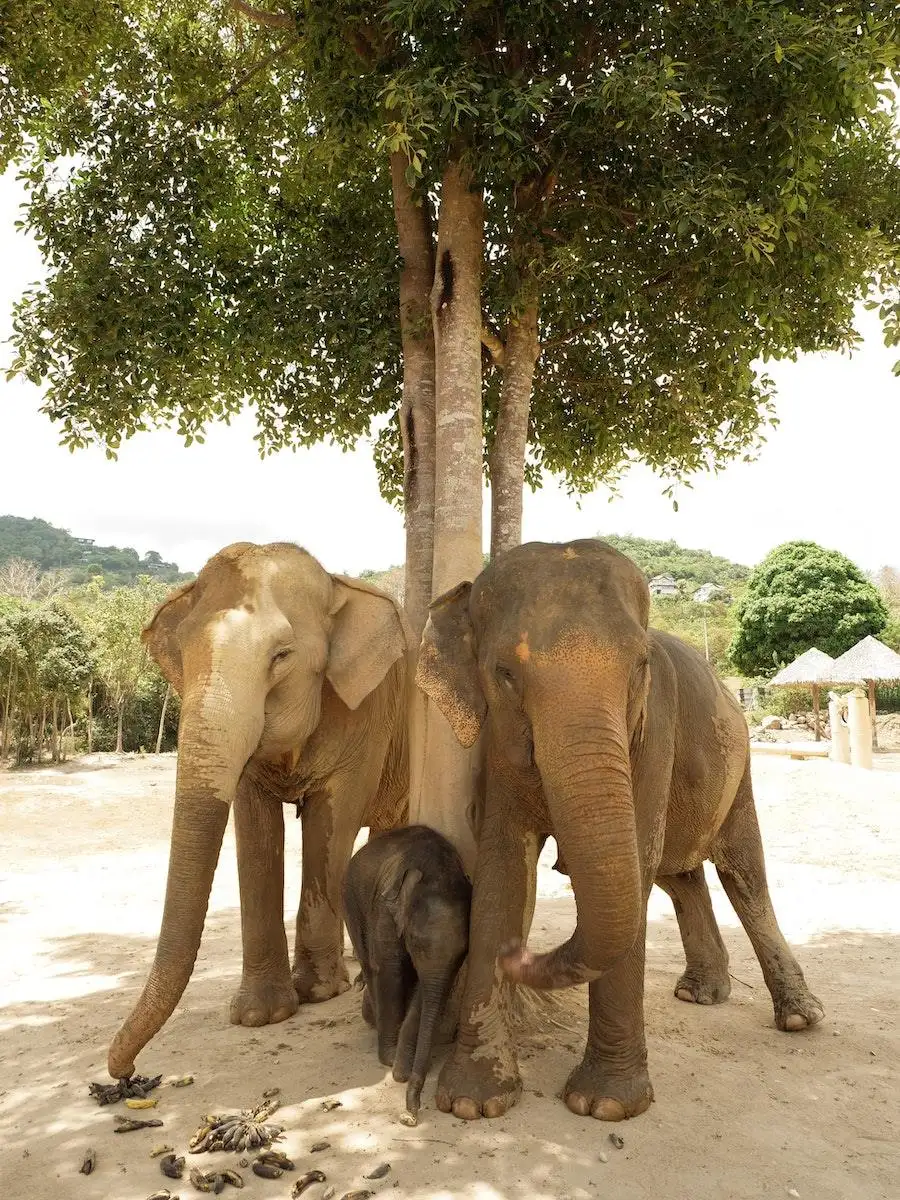 Photo by Katie Hollamby Group of Elephants Leaning on Tree