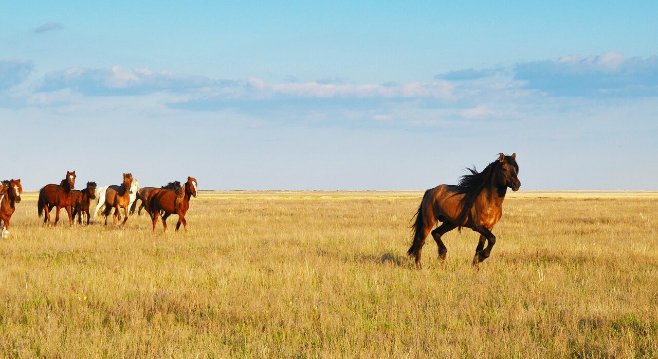 sky, kazakhstan, horses