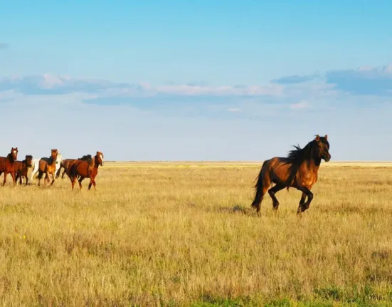sky, kazakhstan, horses