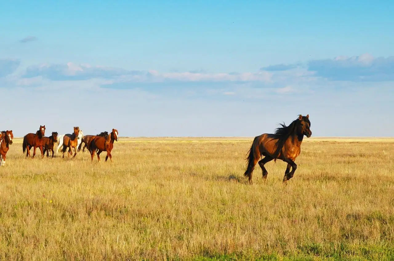 sky, kazakhstan, horses