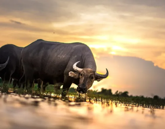 Two Water Buffalos