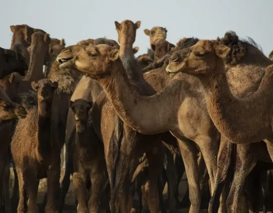 camels, animals, desert