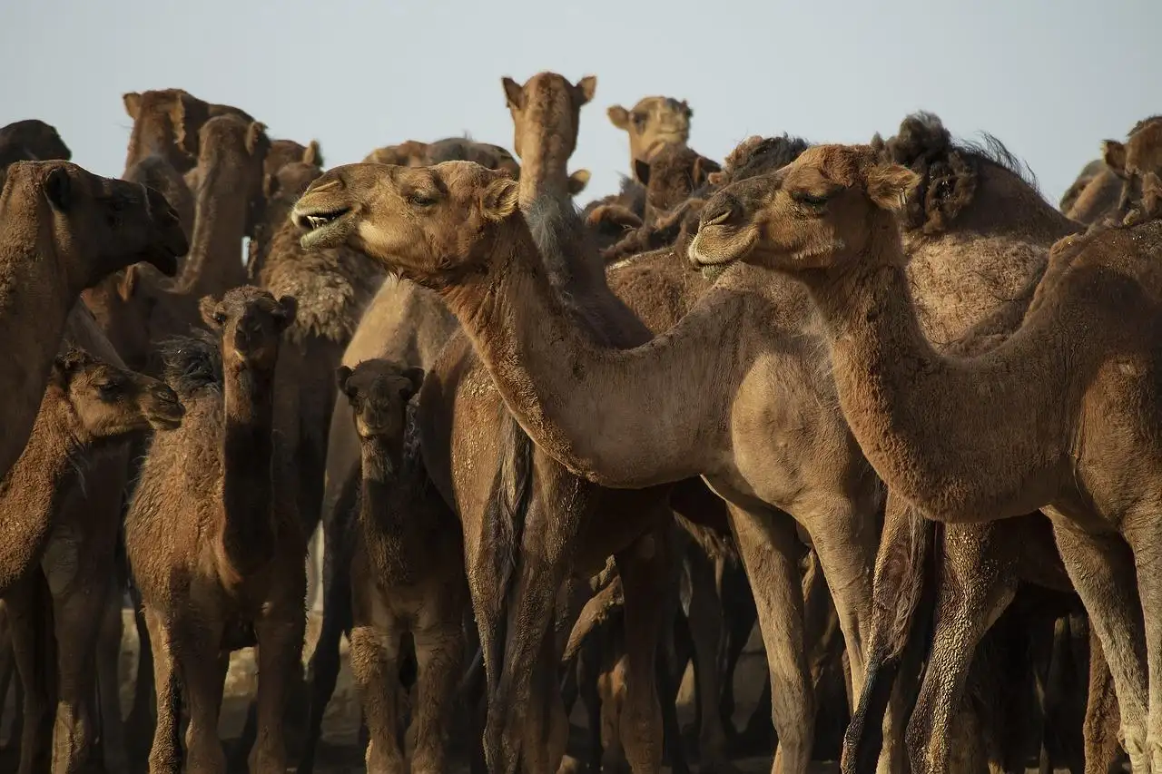 camels, animals, desert