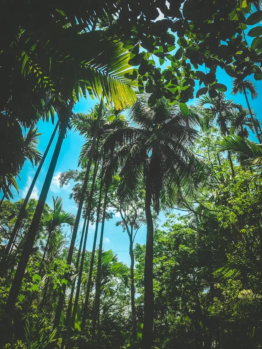 Photo by 🄰llauddin 🄼iajee green coconut trees during daytime