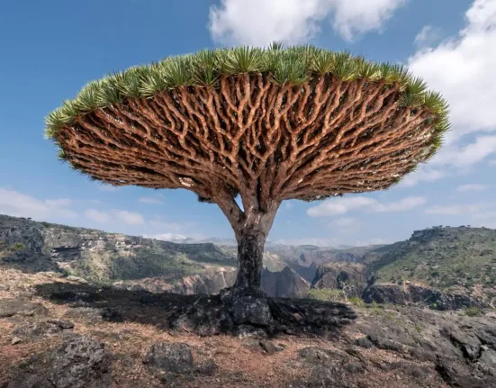 a strange looking tree in the middle of a rocky area