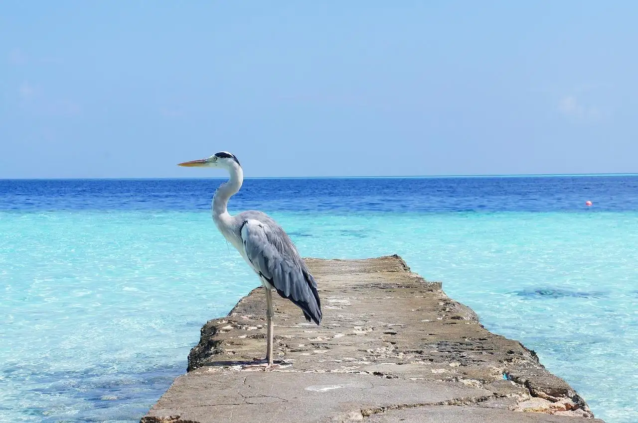 Photo by 881936 heron, sea, nature