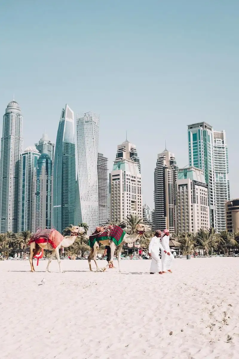 Photo by Fredrik Öhlander camels on beach sands