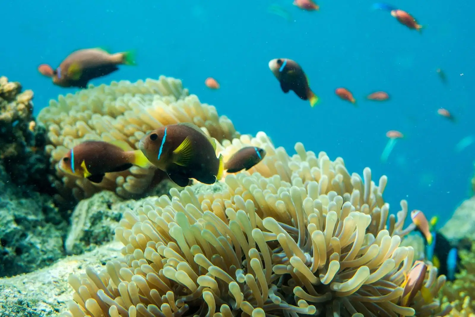 Photo by Ishan @seefromthesky school of fishes near corals