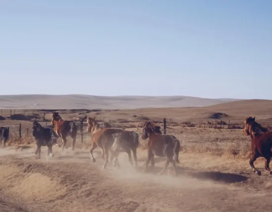 group of horse