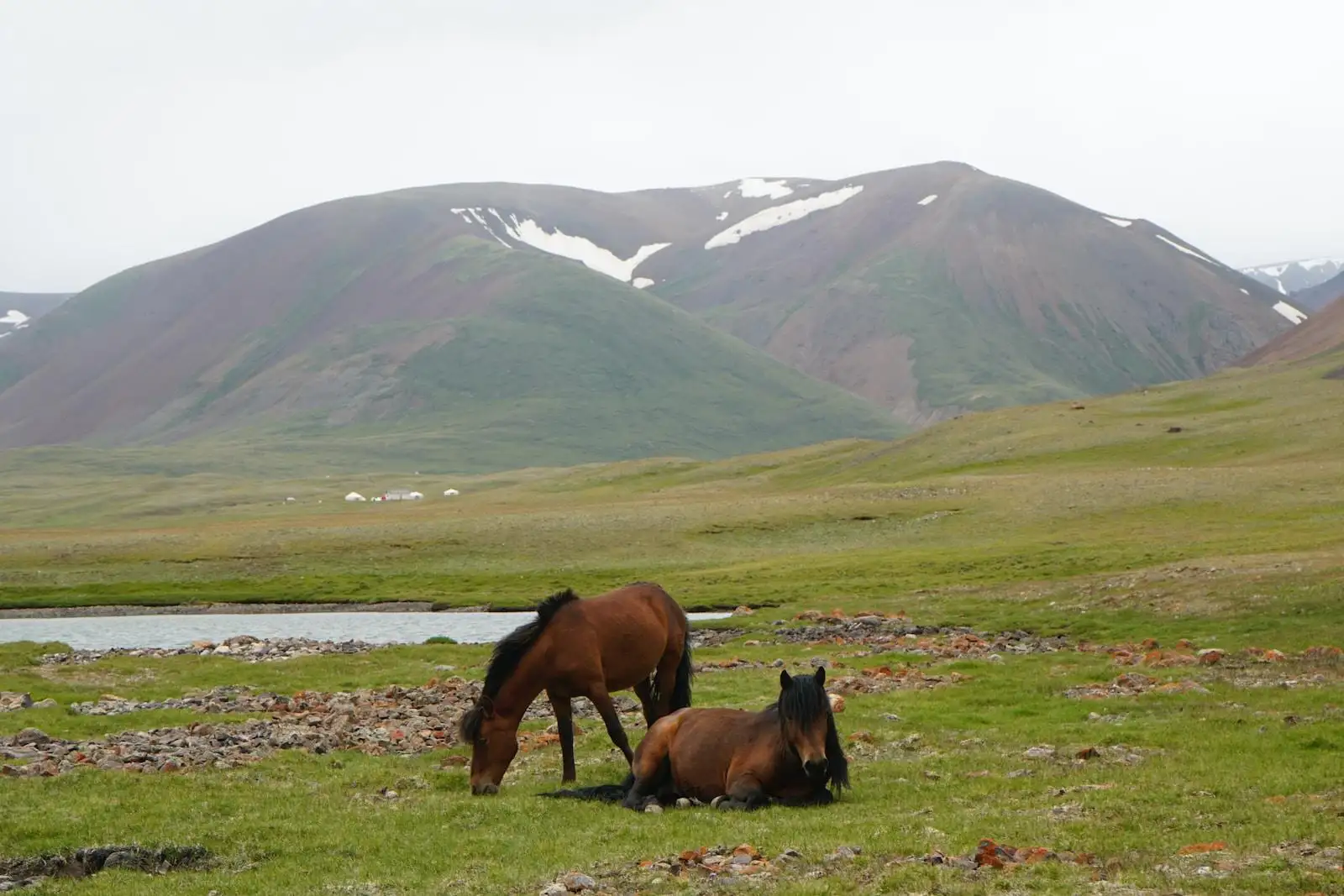 Photo by Ariungoo Batzorig brown horse eating grass on green grass field during daytime
