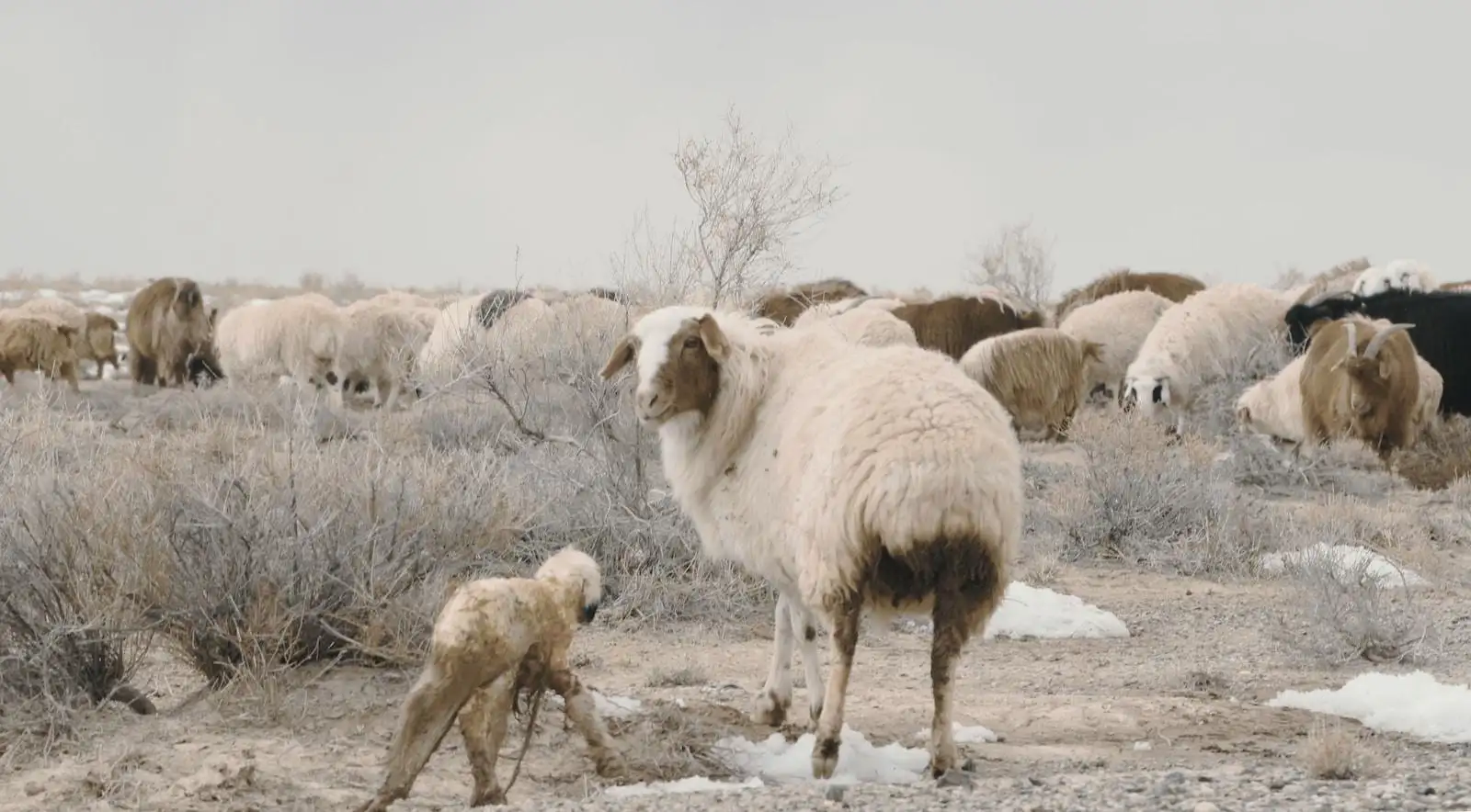 Photo by Kaze 0421 a herd of sheep standing on top of a dry grass field