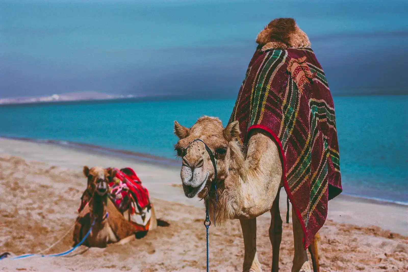 Photo by Hyude Jacques brown camel