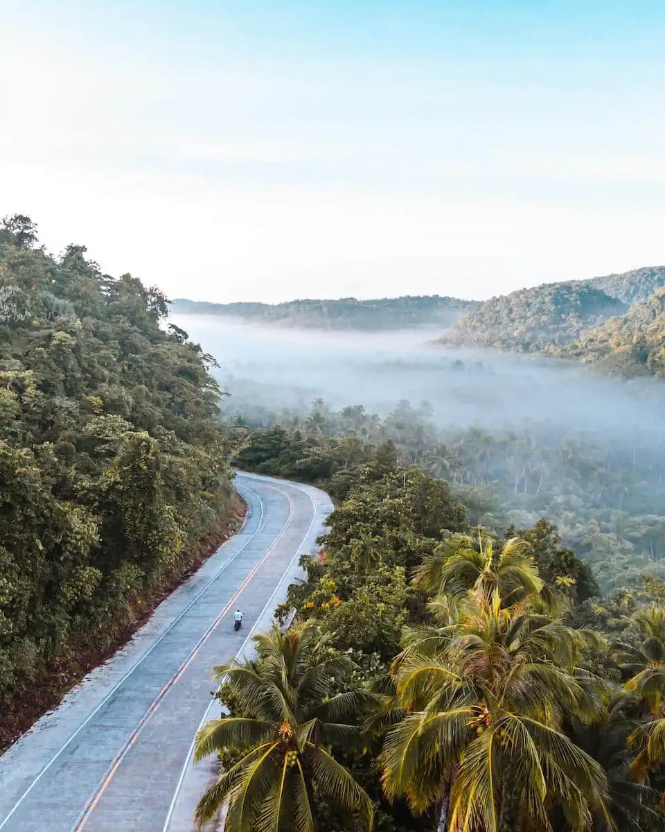 Photo by Alejandro Luengo road between trees during daytime