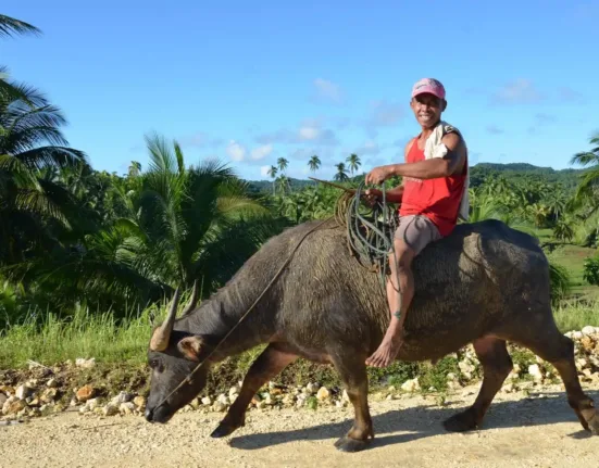man in red shirt riding black water buffalo during daytime