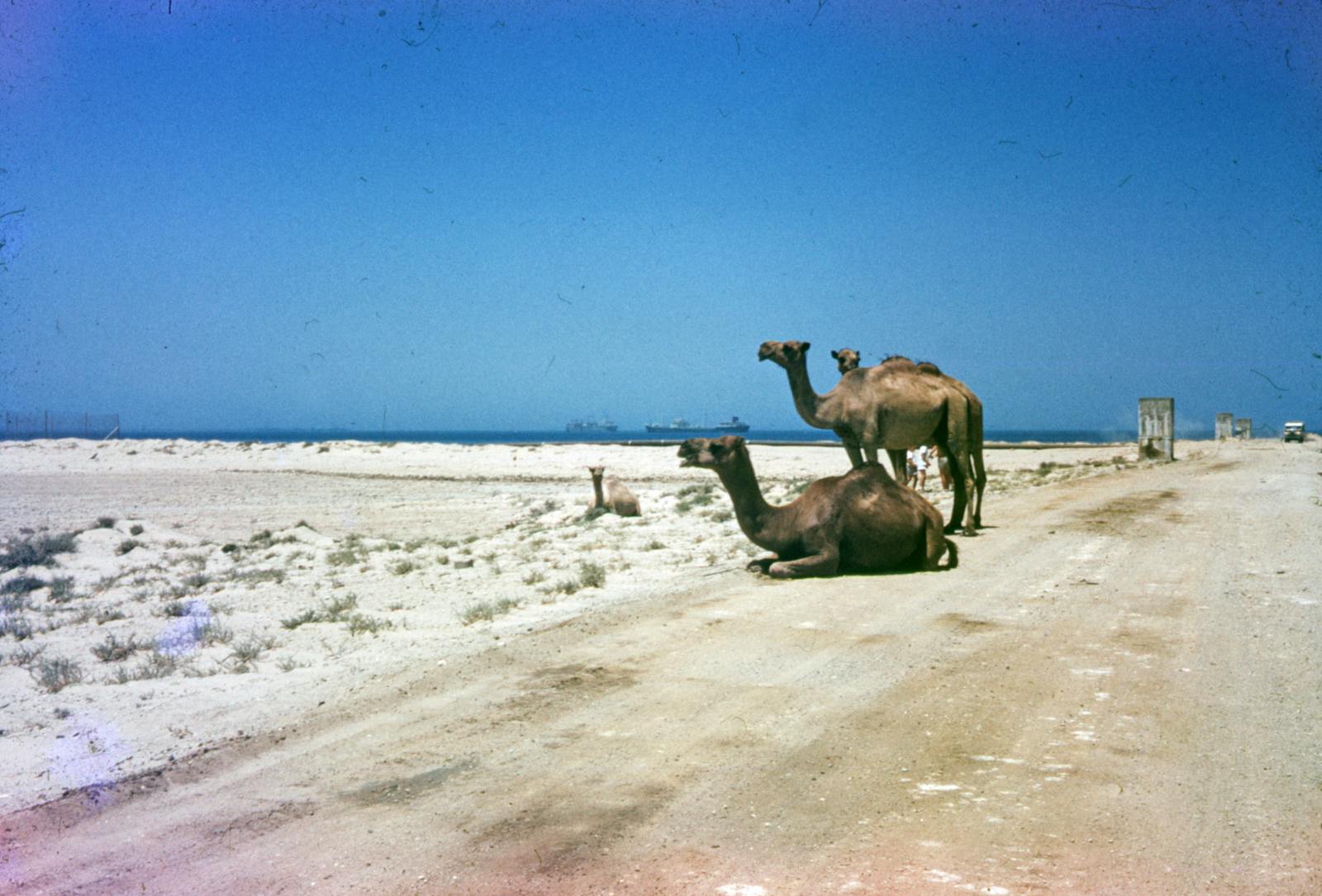 Camels in the Desert